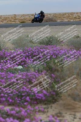 media/Jan-14-2023-SoCal Trackdays (Sat) [[497694156f]]/Turn 14 Exit Bloomig (145pm)/